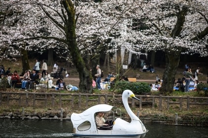 During Sakura season in Tokyo, there are many activities that take place in the city (AFP ) During Sakura season in Tokyo, there are many activities that take place in the city (AFP )