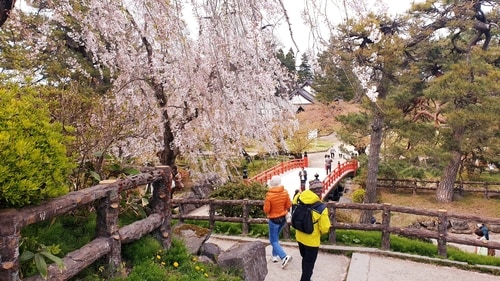 Take a leisurely walk along the Ueno Park or Meguro River to see the cherry blossoms in blooms (Pratik Bhandari) Take a leisurely walk along the Ueno Park or Meguro River to see the cherry blossoms in blooms (Pratik Bhandari)