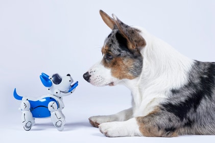 Interactive toys make your pets curious. (Shutterstock) Interactive toys make your pets curious. (Shutterstock)