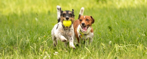 Take your dogs to park and let them mingle. (Shutterstock) Take your dogs to park and let them mingle. (Shutterstock)