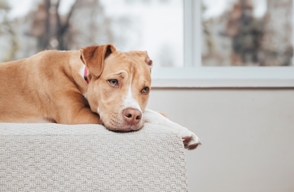 It's heartbreaking when your dog no longer wants to play fetch. (Shutterstock) It's heartbreaking when your dog no longer wants to play fetch. (Shutterstock)