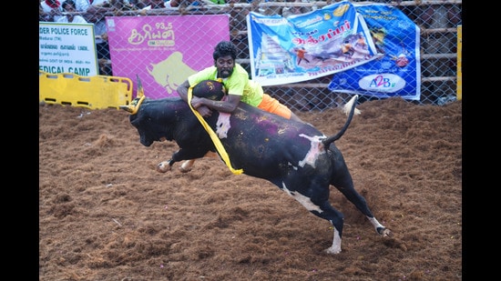 A Jallikattu event at Alanganallur near Madurai, Tamil Nadu (Hemanshi Kamani/ HT)