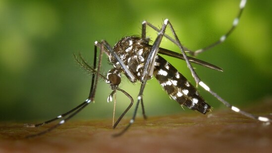 Bengaluru sees surge in Dengue cases.