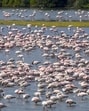 Mumbai, India - March 16, 2025: A flock of the migratory birds flamingo take rest in the afternoon heat at Nerul, in Mumbai, India, on Sunday, March 16, 2025. (Photo by Satish Bate/ Hindustan Times) (Hindustan Times)