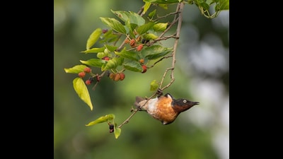 A male starling on a mulberry tree. (Himanshu Chaudhary) A male starling on a mulberry tree. (Himanshu Chaudhary)