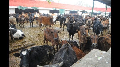 At present, Chandigarh MC runs a total of five gaushalas—in Sector 25, Sector 45, Maloya, Raipur Kalan and Industrial Area (HT) At present, Chandigarh MC runs a total of five gaushalas—in Sector 25, Sector 45, Maloya, Raipur Kalan and Industrial Area (HT)