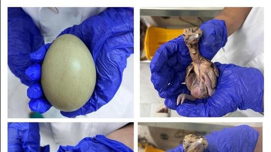 Three GIB chicks hatch in a day at conservation centre in Rajasthan