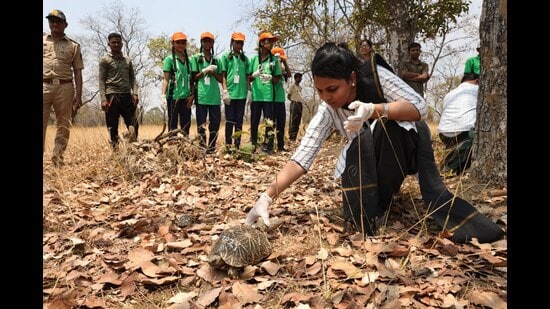 A final group continues to undergo rehabilitation and is expected to be considered for release in due course, said a senior official from the Pune Forest Department. (HT)
