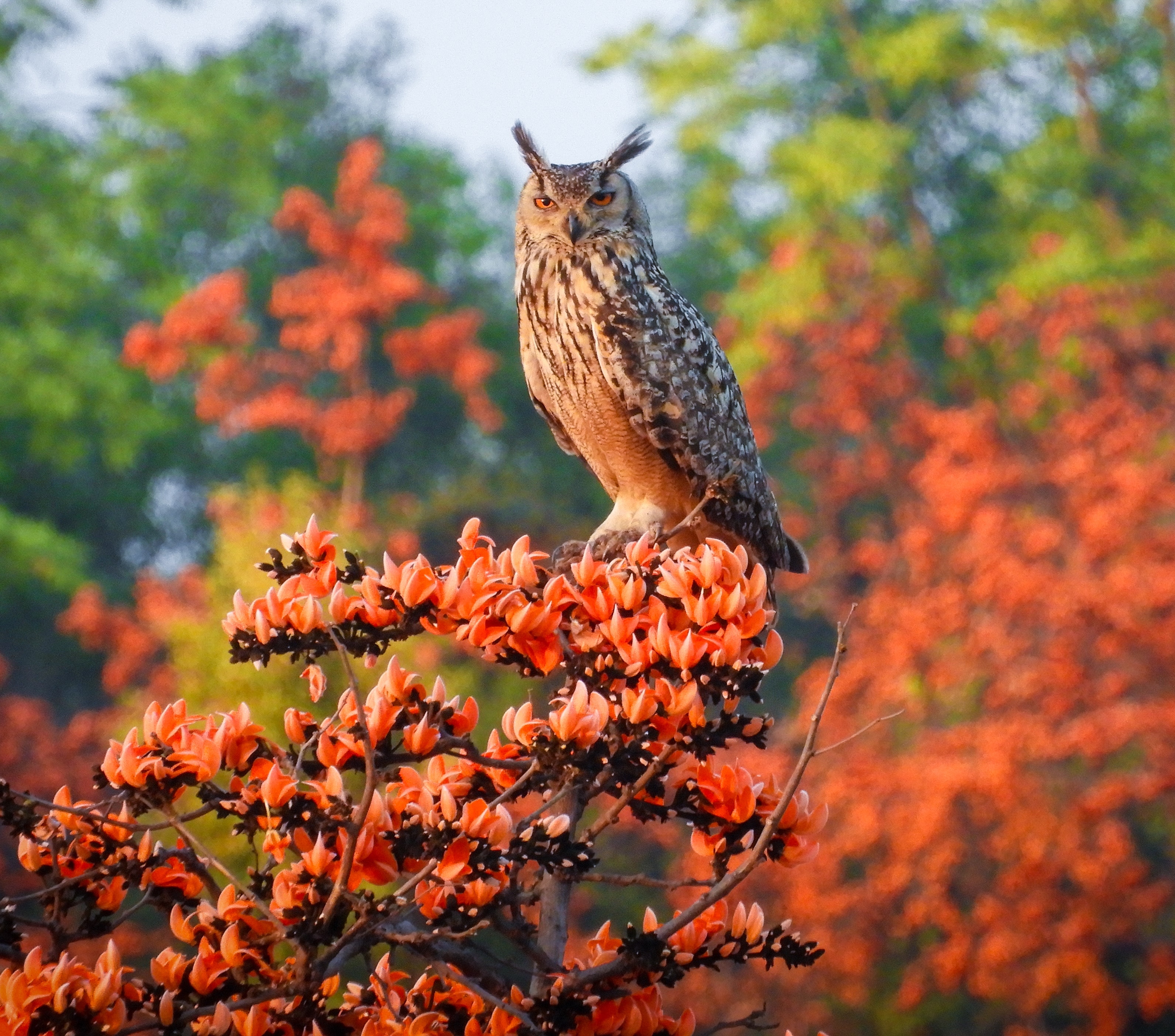 Indian eagle owl on Palash. (Amit Sankar Jana) Indian eagle owl on Palash. (Amit Sankar Jana)