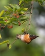 A male starling on a mulberry tree. (Himanshu Chaudhary) A male starling on a mulberry tree. (Himanshu Chaudhary)