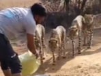 A video of an MP villager offering water to cheetahs drew mixed reactions. A video of an MP villager offering water to cheetahs drew mixed reactions.