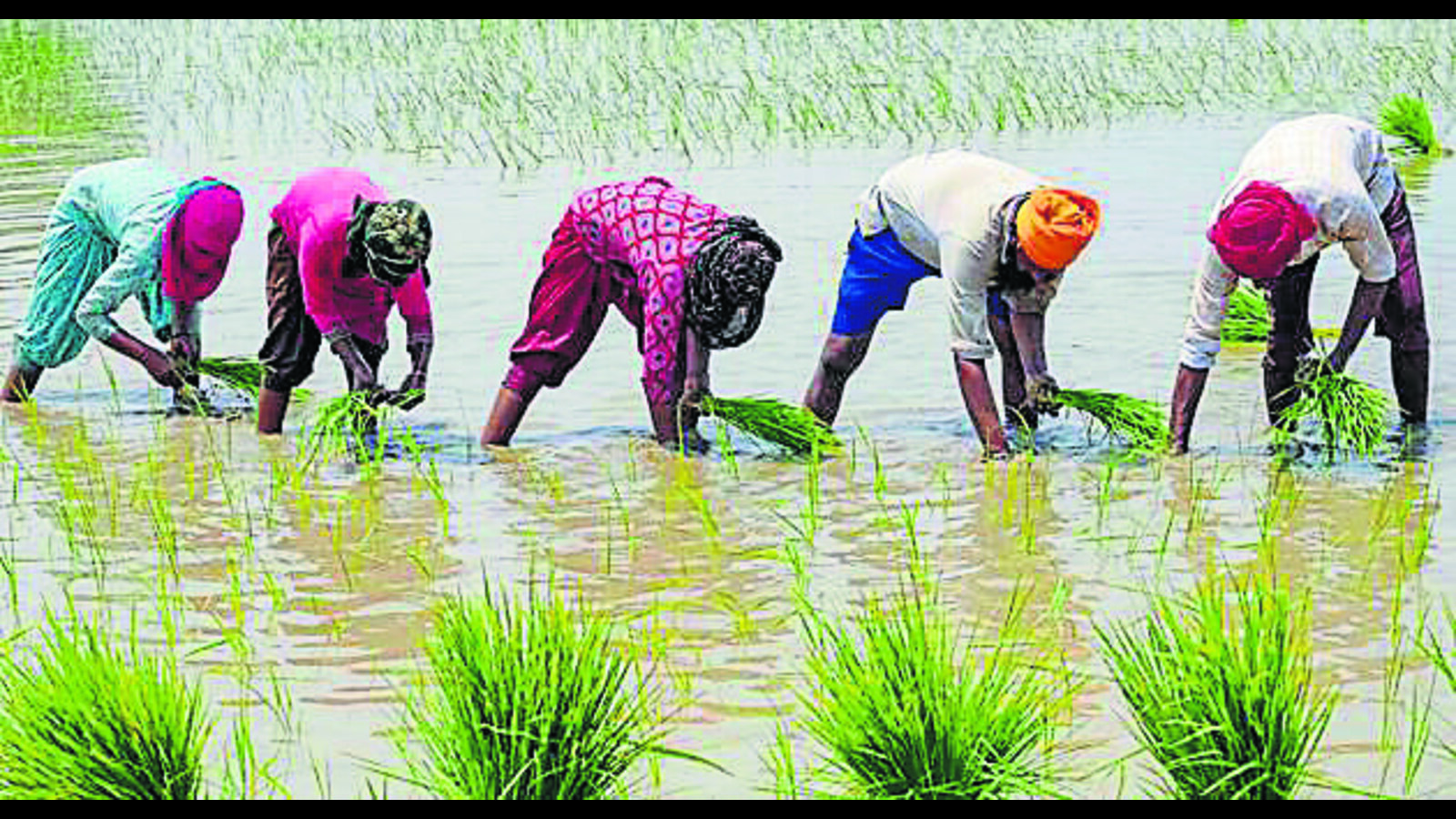 ‘Groundwater distress’: Experts not in favour of paddy sowing from June 1 in Punjab