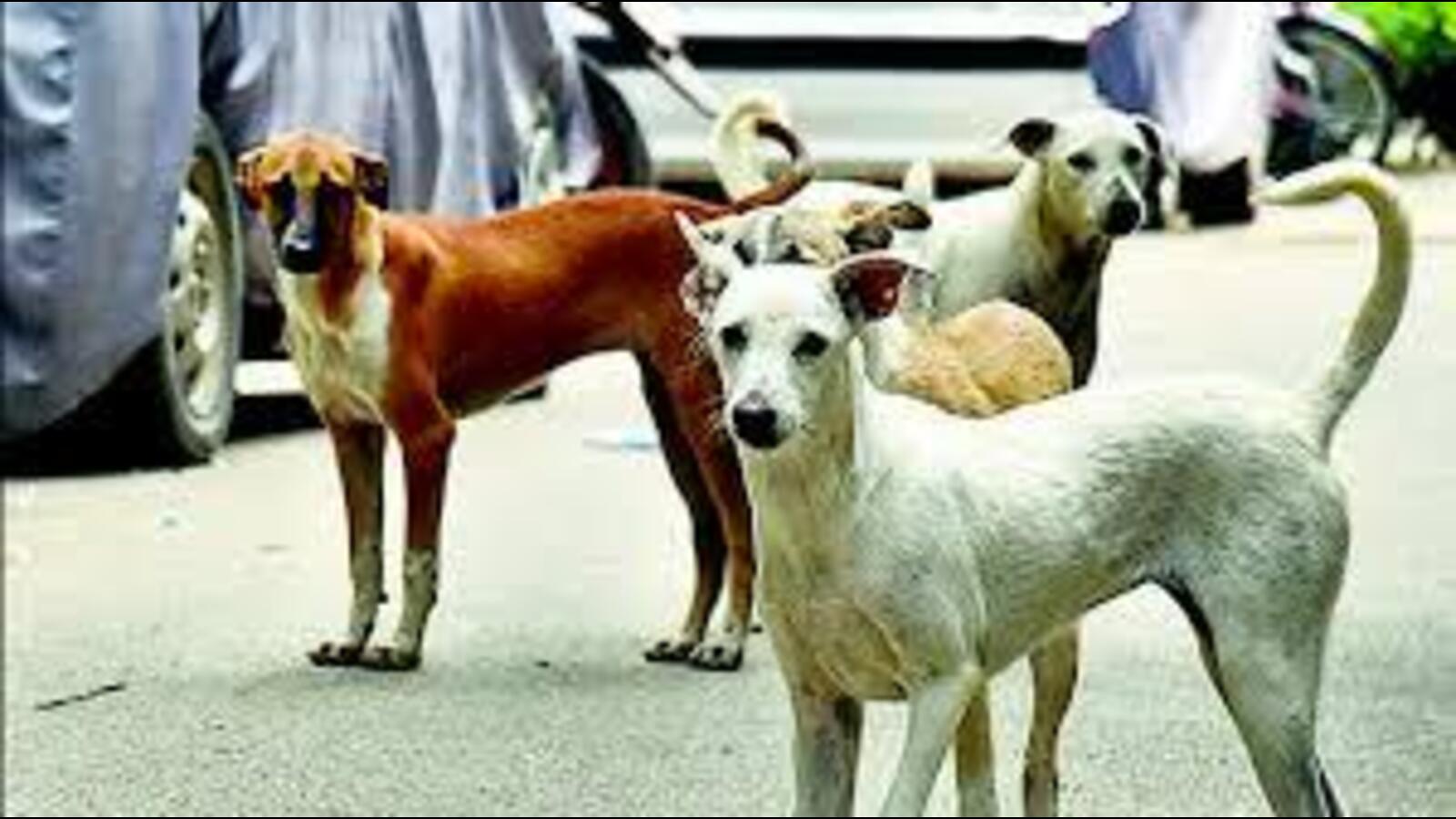 6-year-old attacked by stray dog in Jalandhar | Hindustan Times