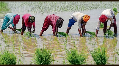 Aam Aadmi Party started the practice of staggering paddy transplantation, which used to start on June 13, keeping in view the needs, seasons impacting Doaba, Majha and Malwa regions (AFP File) Aam Aadmi Party started the practice of staggering paddy transplantation, which used to start on June 13, keeping in view the needs, seasons impacting Doaba, Majha and Malwa regions (AFP File)