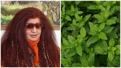 Shahnaz Husain shared a home remedy with mint leaves for reducing blemishes. (Pics: Instagram/ Shahnaz Husain and Freepik) Shahnaz Husain shared a home remedy with mint leaves for reducing blemishes. (Pics: Instagram/ Shahnaz Husain and Freepik)