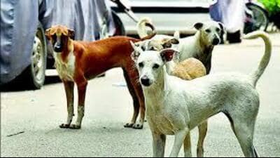 The latest incident was caught on closed-circuit television cameras in the vicinity, wherein the child was seen walking outside his house when the stray dog attacked him. (HT)