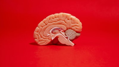 New findings show how brain structures affect political intensity in individuals. (Freepik)
