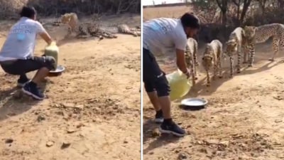 A video of an MP villager offering water to cheetahs drew mixed reactions. A video of an MP villager offering water to cheetahs drew mixed reactions.