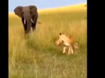 A charging elephant startled a lioness in the wild but showed unexpected mercy by sparing her cubs. A charging elephant startled a lioness in the wild but showed unexpected mercy by sparing her cubs.