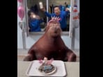 A viral video showed a walrus’s 8th birthday celebration at a Chinese zoo. A viral video showed a walrus’s 8th birthday celebration at a Chinese zoo.