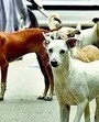 The latest incident was caught on closed-circuit television cameras in the vicinity, wherein the child was seen walking outside his house when the stray dog attacked him. (HT) The latest incident was caught on closed-circuit television cameras in the vicinity, wherein the child was seen walking outside his house when the stray dog attacked him. (HT)