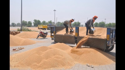 Labourers unload wheat from trolleys after its harvesting, in Sonepat, Haryana, on Monday. (PTI) Labourers unload wheat from trolleys after its harvesting, in Sonepat, Haryana, on Monday. (PTI)
