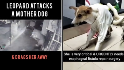 Shakti the dog fought a leopard to return to her puppies. (Instagram/@worldforallanimaladoptions) Shakti the dog fought a leopard to return to her puppies. (Instagram/@worldforallanimaladoptions)