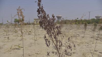 The board’s inspection found that the first dumping site at the STP had been cleared and replanted with around 300 plants and 500 shrubs. (Sakib Ali/HT Photo) The board’s inspection found that the first dumping site at the STP had been cleared and replanted with around 300 plants and 500 shrubs. (Sakib Ali/HT Photo)