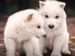 Dire_Wolf