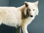 Dire_Wolf