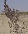 The board’s inspection found that the first dumping site at the STP had been cleared and replanted with around 300 plants and 500 shrubs. (Sakib Ali/HT Photo) The board’s inspection found that the first dumping site at the STP had been cleared and replanted with around 300 plants and 500 shrubs. (Sakib Ali/HT Photo)