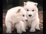 Scientists have termed the event it "the world’s first de-extinction."