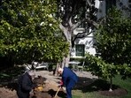US President Donald Trump took part in planting a new tree as a symbolic gesture on Tuesday. US President Donald Trump took part in planting a new tree as a symbolic gesture on Tuesday.