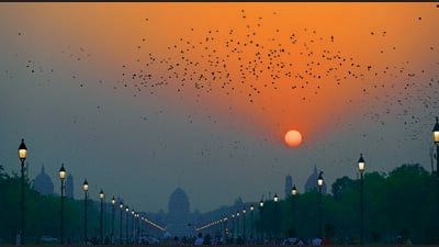 A murmuration of rosy starlings seen at India Gate in New Delhi on Tuesday. (Sanjeev Verma/HT PHOTO) A murmuration of rosy starlings seen at India Gate in New Delhi on Tuesday. (Sanjeev Verma/HT PHOTO)