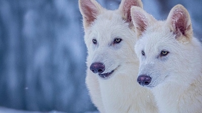 This undated photo provided by Colossal Biosciences shows Romulus and Remus, both 3-months old and genetically engineered with similarities to the extinct dire wolf. (AP) This undated photo provided by Colossal Biosciences shows Romulus and Remus, both 3-months old and genetically engineered with similarities to the extinct dire wolf. (AP)