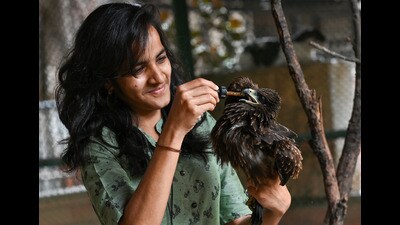 After the birds are admitted at the hospital, they are administered oral rehydration solution or electrolytes and usually get better in three to four days. (Raju Shinde/HT Photo) After the birds are admitted at the hospital, they are administered oral rehydration solution or electrolytes and usually get better in three to four days. (Raju Shinde/HT Photo)