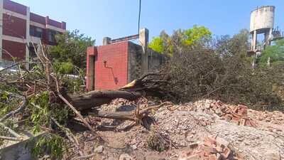 Civil surgeon Sanjay Kamra said the tree removal was done to build a critical care block in the hospital.