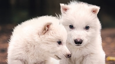 Romulus and Remus (x.com/  Colossal Biosciences)