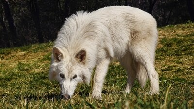 The revival of the dire wolf by Colossal Biosciences has generated excitement on social media. (X/@joerogan) The revival of the dire wolf by Colossal Biosciences has generated excitement on social media. (X/@joerogan)