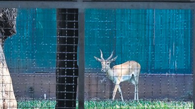 Mumbai, India - April 8, 2025:Veermata Jijabai Bhosale Botanical Udyan gets Black Buck after 6 year, at Byculla, in Mumbai, India, on Tuesday, April 8, 2025. (Photo by Anshuman Poyrekar/ Hindustan Times) (Hindustan Times)
