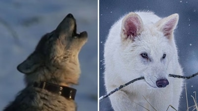What are dire wolves (R) and how are they different from today's gray wolves (L)? (Nat Geo Kids screenshot/YouTube, AP/PTI(AP04_08_2025_000013B)) What are dire wolves (R) and how are they different from today's gray wolves (L)? (Nat Geo Kids screenshot/YouTube, AP/PTI(AP04_08_2025_000013B))