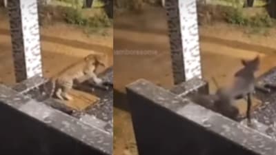 A leopard fled after a dog barked at it in a viral video. (Instagram/ranthamboresome) A leopard fled after a dog barked at it in a viral video. (Instagram/ranthamboresome)