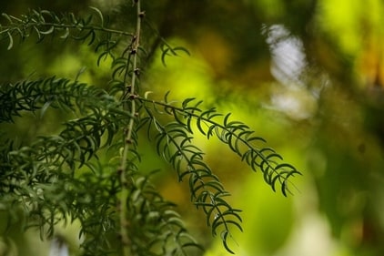 Shatavari: Phytoestrogen and other natural phytochemicals present in Shatavari are extremely beneficial for women in PCOS. It helps rectify the hormonal imbalance. It has a powerful effect on insulin resistance. (Pixabay) Shatavari: Phytoestrogen and other natural phytochemicals present in Shatavari are extremely beneficial for women in PCOS. It helps rectify the hormonal imbalance. It has a powerful effect on insulin resistance. (Pixabay)
