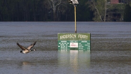 The famous Buffalo Trace Distillery, located near the banks of the overflowing Kentucky River near downtown Frankfort, was forced to close due to floodwaters. Meanwhile, a Canada goose flies along the rising Ohio River at the flooded Anderson Ferry ramp Monday, April 7, 2025, in Cincinnati.(AP)