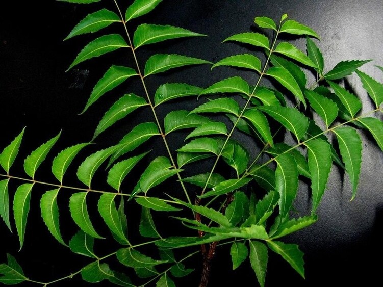 Neem can be used while bathing, on a wound, for dandruff, acne, and even as a herbal tea. (Pixabay) Neem can be used while bathing, on a wound, for dandruff, acne, and even as a herbal tea. (Pixabay)
