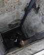 The girl’s body was found in the building’s duct. (Praful Gangurde /HT Photo) The girl’s body was found in the building’s duct. (Praful Gangurde /HT Photo)