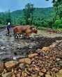 The season is expected to lead to 103% (±5%) of the long period average (LPA) amount of rain. Last year’s monsoon was above normal at 108% of the LPA. (HT PHOTO) The season is expected to lead to 103% (±5%) of the long period average (LPA) amount of rain. Last year’s monsoon was above normal at 108% of the LPA. (HT PHOTO)
