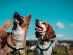 World's most expensive dog costs over $5.7 million World's most expensive dog costs over $5.7 million