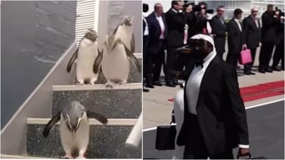In one viral Instagram video, a group of penguins are seen hopping down stairs, with the meme caption: “Penguins on their way to White House to negotiate with Trump on their 10% tariff.” In one viral Instagram video, a group of penguins are seen hopping down stairs, with the meme caption: “Penguins on their way to White House to negotiate with Trump on their 10% tariff.”
