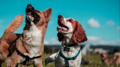 World's most expensive dog costs over $5.7 million (Unsplash) World's most expensive dog costs over $5.7 million (Unsplash)